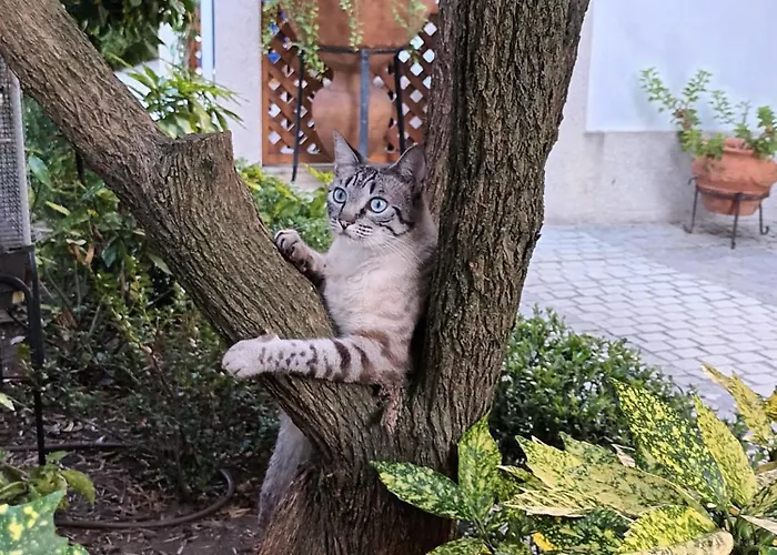 Casa De Sao Domingos Bed & Breakfast Peso da Régua